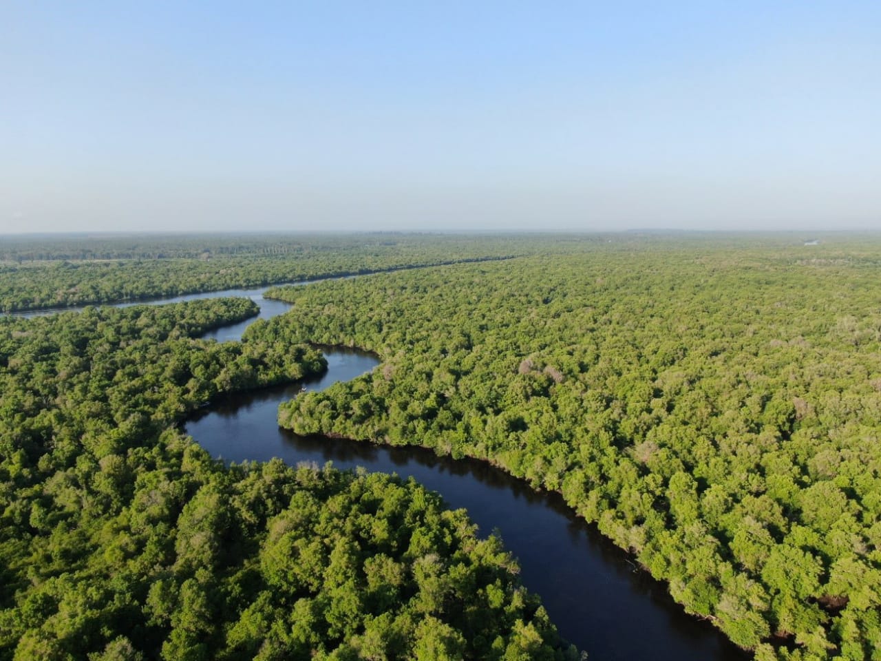 Mangrove forests are important coastal ecosystems